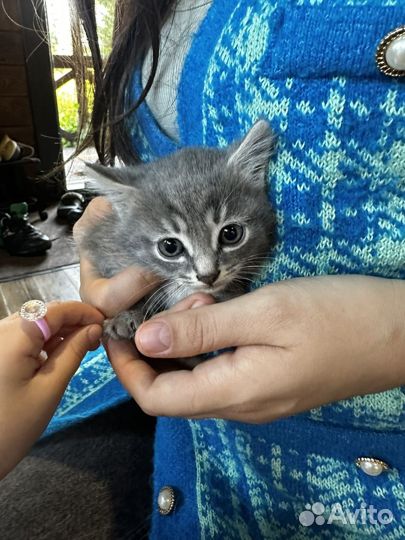 Милые котейки