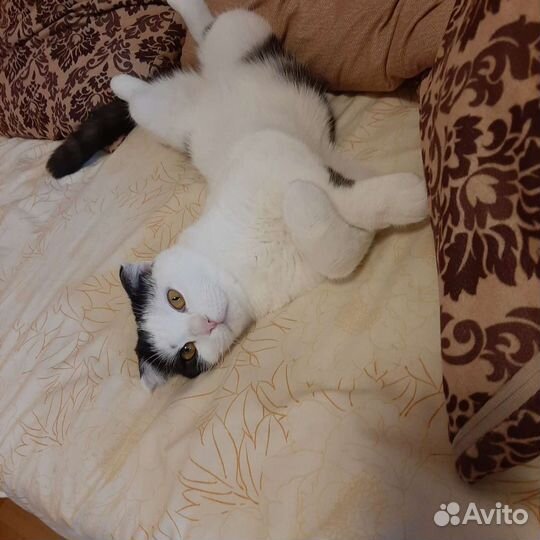 Шотландский кот вязка