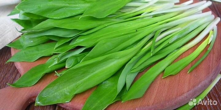 Рассада черемши большой пучок