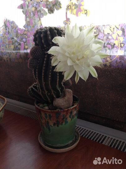 Кактус эхинопсис детки