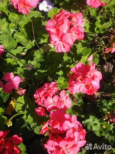 Герань пеларгония