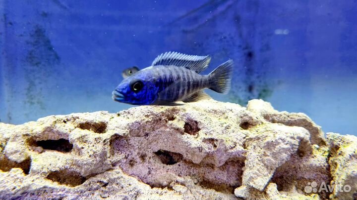 Аквариумные рыбки и растения