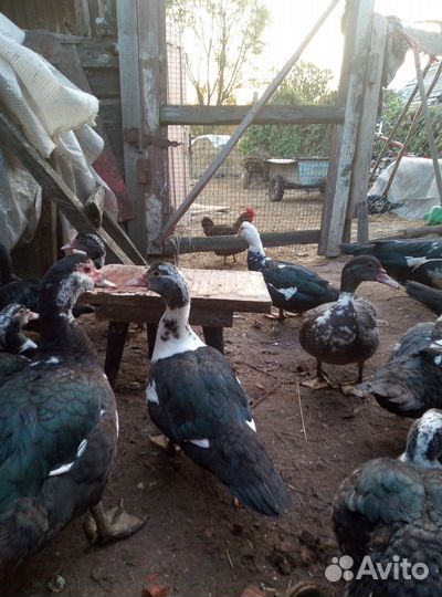 Продажа индоутят