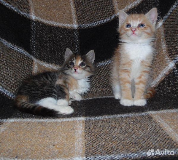 Котята в добрые руки