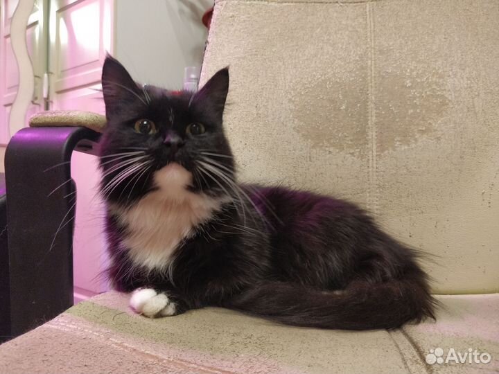 Кошка
