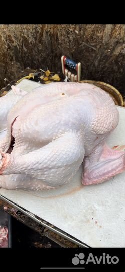 Продам мясо индейки