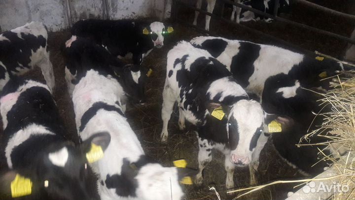 Бычки помесь абердином