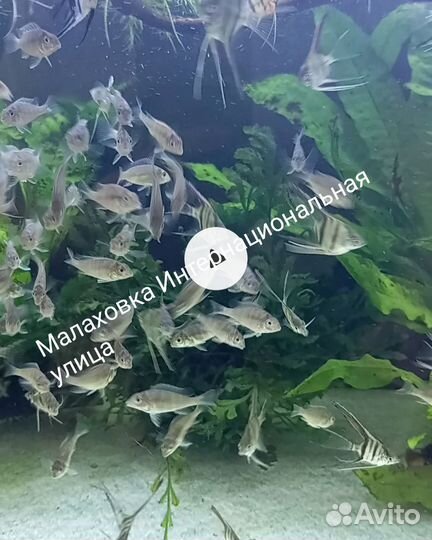 Геофагус Тапажос, Скалярии, Биоцелатумы,Анциструсы