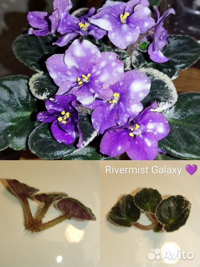 Сортовые фиалки