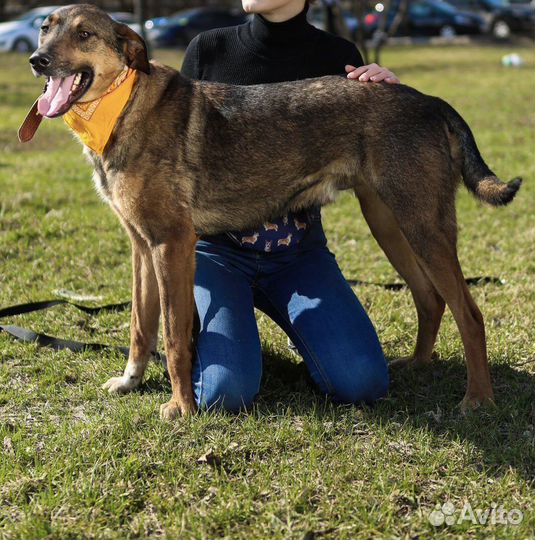 Собака в добрые руки
