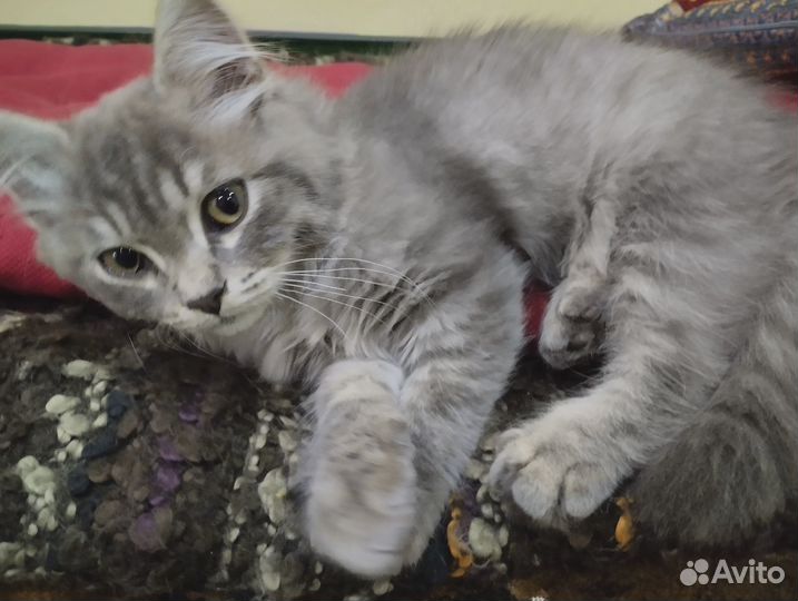 Котенок мальчик серый