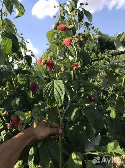 Саженцы малины Маравилла,Мапема,Энросадира