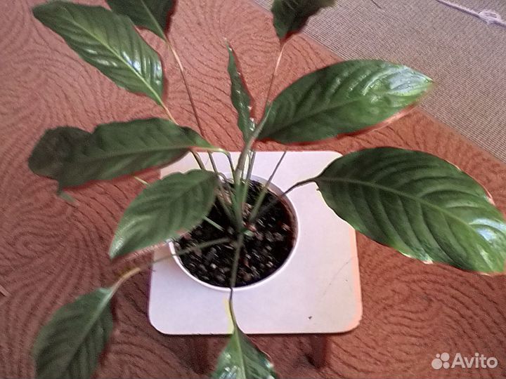 Комнатные цветы