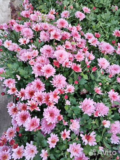 Хризантемы мультифлора