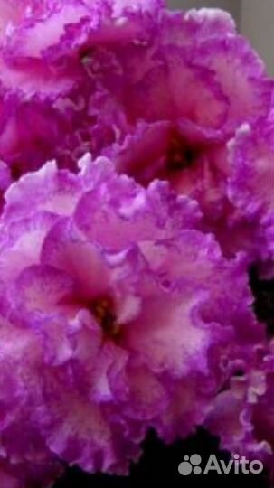 Сортовые взрослые фиалки