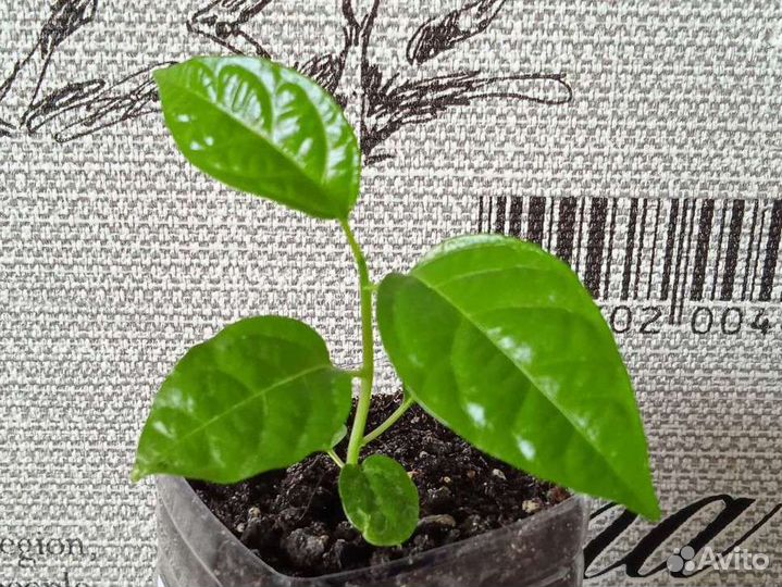 Молодые саженцы маракуйи