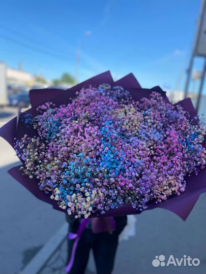 Гипсофила радужная фиолетовая голубая розовая