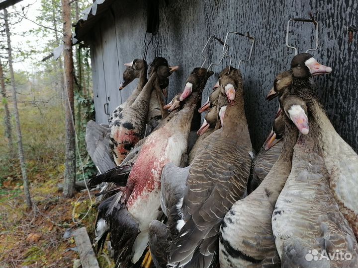 Охота на гусей