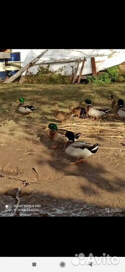 Утки дикие