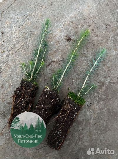 Сеянцы зкс Сосна окс Ель Лиственница Горная