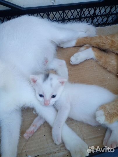 Котята в добрые руки бесплатно