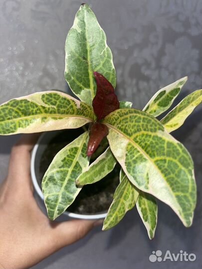 Псевдоэрантемум