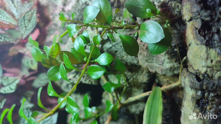 Доставка / Растения для флорариума и лягушатника