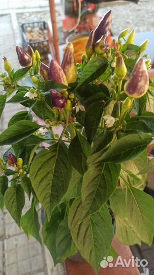 Рассада острого кустового перца