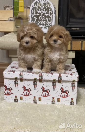 Мальтипу Лучшие