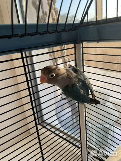 Попугай неразлучники