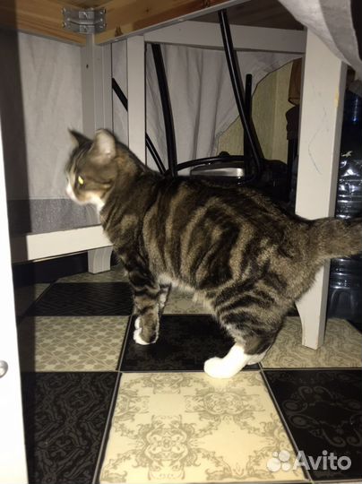 Двор-терьер