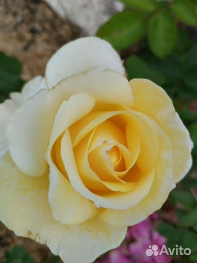 Розы саженцы