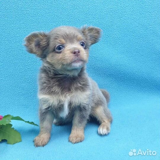 Щенки чихуахуа. Мини и стандарт