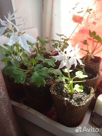 Пеларгония герань