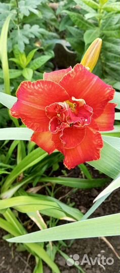 Лилейники для сада