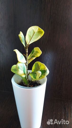 Фикус триангулярис коконат крем