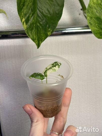 Алоказия фрайдек вариегатная