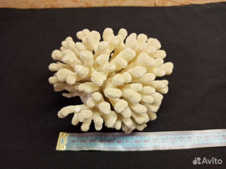 Натуральный коралл для аквариума