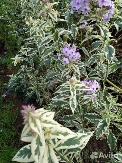 Флокс с вариегатными листьями. Редкий сорт