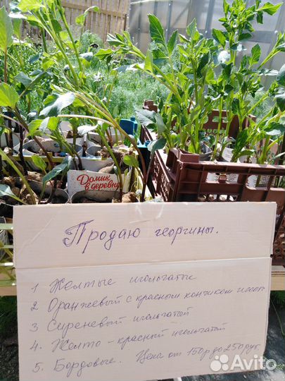 Продажа Георгин