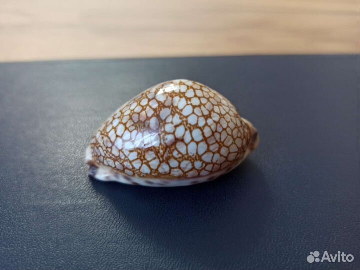 Морская раковина