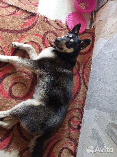 Собака в добрые руки