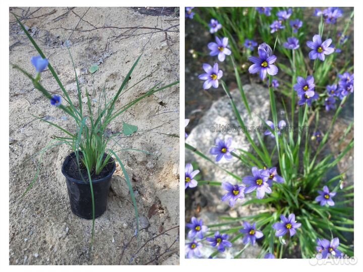 Многолетники садовые