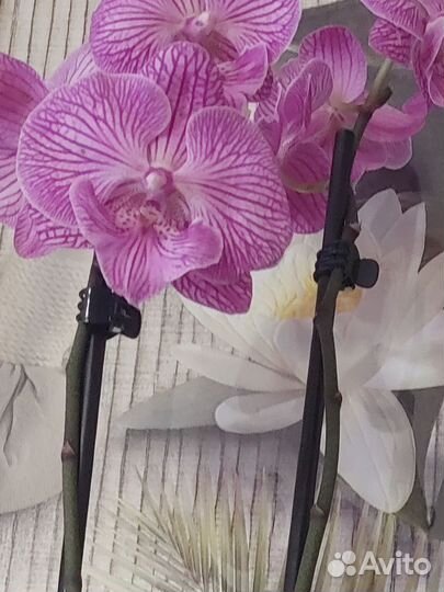 Орхидея фаленопсис