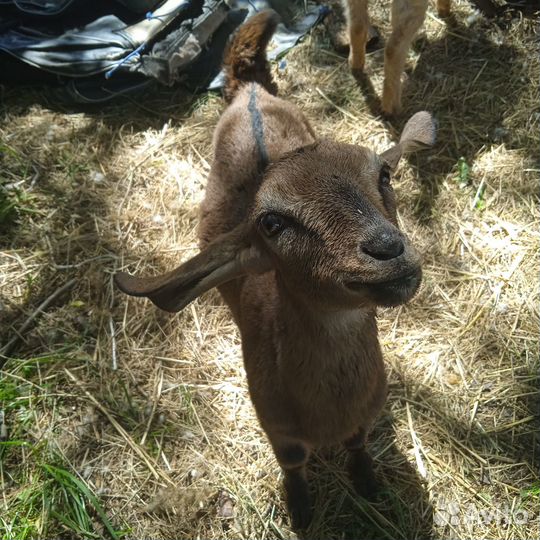 Козочки и козы