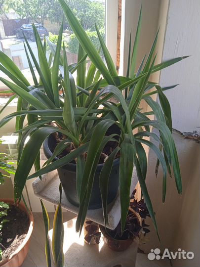 Комнатные цветы юкка