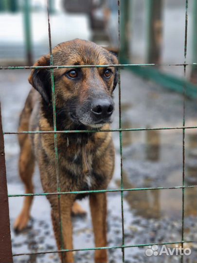 Дружок ищет семью