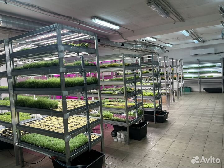 Микрозелень в Омске