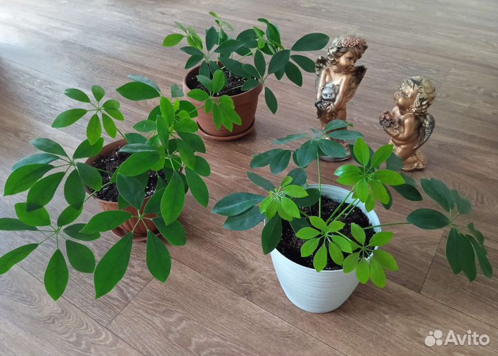 Комнатные цветы шефлера