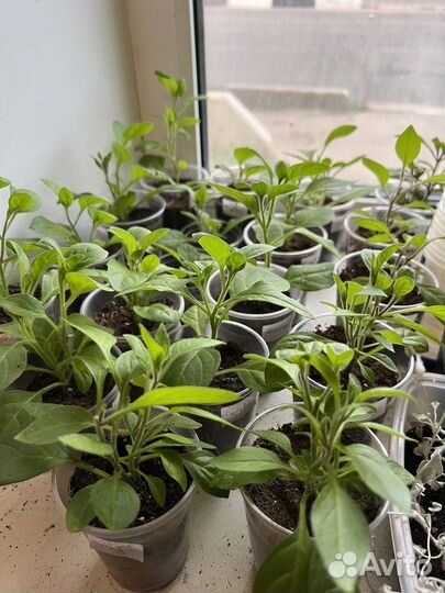 Петуния ампельная каскадная Тайдал Ред,Сильвер